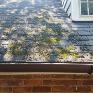 Moss On Roof