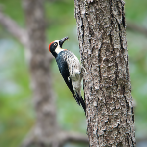 Woodpecker